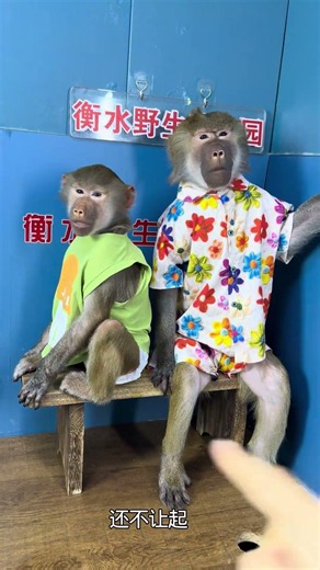Great Baboon Outdoor Live Streaming