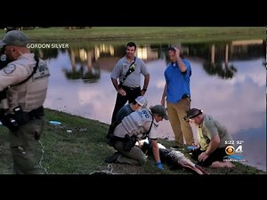 8ft. Alligator Attacks 77-Year-Old Woman In Florida