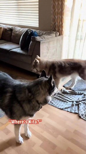 1.7K views · 37 reactions | Wait for the siren to fully load  _fix_001 #howlingwolf #huskytalk #howl #fypシ #huskyhowls #dogs #lol #funny #dogsoftiktok #foryou #huskylife #cutedogs #farkoff #dogcomedy #howlinghuskies #howling #doghumor | Yun Yean | Facebook