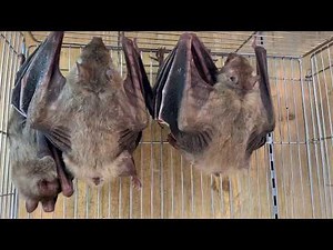 意外と馴れる！エジプシャンルーセットオオコウモリ（フルーツバッド） 熱帯倶楽部 吉祥寺店