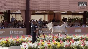 🇧🇷 GCAT Americas Sao Paulo 2025 Yearling Colts (Class 4B) 1 st place for 37 – TM EMPEROR ( TM ITAIPU x TM ALANA ) Breeder: Claudia Menicucci Teixeira Owner: AKMAL STUD | Arabian Essence di Elvis Giughera