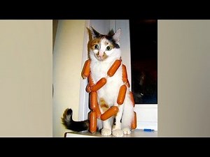 Try NOT TO DIE LAUGHING challenge that YOU'LL TOTALLY FAIL! - Funniest ANIMAL VIDEOS