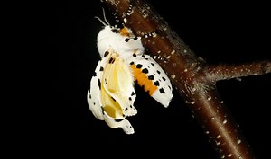 3.5K views · 292 reactions | Caterpillar-of-the-Day Follow Along: Day...