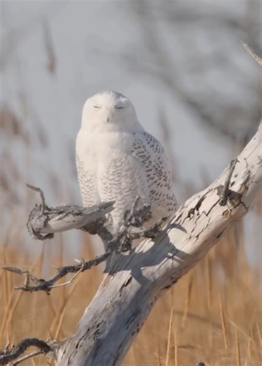 Chill Moments with a Snowy Owl