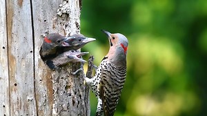 8.2K views · 738 reactions | Northern flicker or Common flicker (Colaptes auratus) North America, Central America, Cuba, Cayman Islands. | BIRDS & Nature | Facebook
