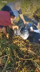 413K views · 6K reactions | Mamma tartaruga non riesce ad uscire dalla foce del fiume ❤️ | Newsner Italia | Facebook