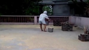 538K views · 13K reactions | Feeding thousands of wild parrots every day | Pearl Modiadie | Facebook