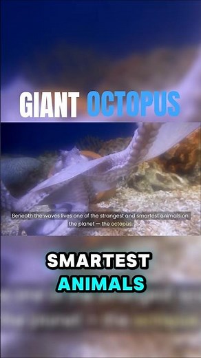 Ocean's Cleverest Creature 🐙🔧 | Octopus Problem-Solving