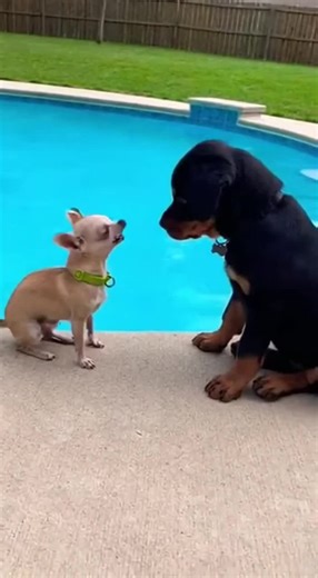 Chihuahua's Hilarious Pool Jump Encounter with Rottweiler