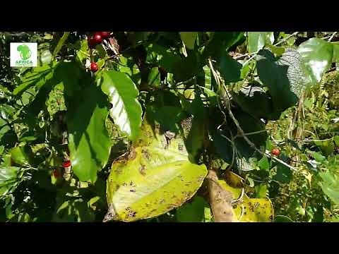 la culture du café ce qu il ne faut pas faire.