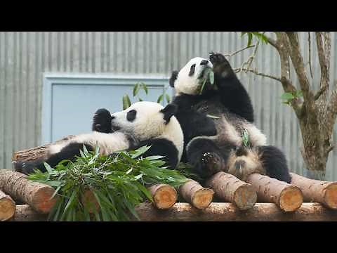Wild Pandas: The Secret Life of China’s National Treasure (4K Documentary)