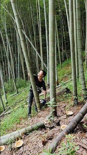 The process of logging bamboo with a handheld chainsaw