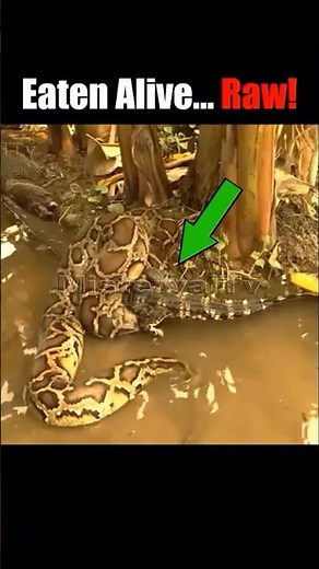 African Rock Python Eats Crocodiles for Lunch
