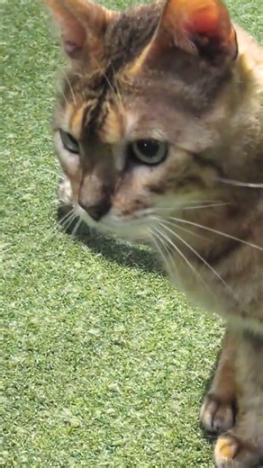 スマートイケメン猫トゥルーズくん 京都ひょう猫の森 静かな癒しの猫動画 京都ファンタスティック映画 KYOTOBENGALCAT’SFOREST fantastickyotocinema
