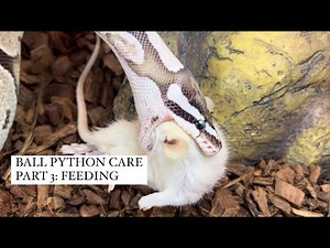BALL PYTHON CARE PART 3: FEEDING