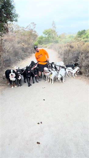 DOGEX: How to pass dogs and much more #dog #dogreaction #poop #dogbehavior #dogtraining #dogs