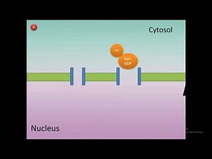 Ran GTPase cycle || Animation video