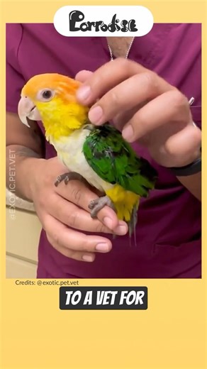 Are Mites Hiding In Your Bird? 😱