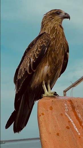 Meet the Harpy Eagle: a powerful predator with incredible talons.