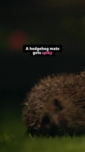 Spines and intimacy don't mix 😳🦔 #WildLondon #DavidAttenborough #WildLife #London #Hedgehog After a life spent travelling the globe, David Attenborough, the world’s most famous naturalist, turns his attention closer to home to explore the wildlife of England’s iconic capital in Wild London. Having lived in London for 75 years, David has an intimate knowledge of the city’s natural history and there's no better guide to introduce us to its most spectacular wildlife secrets. | BBC One