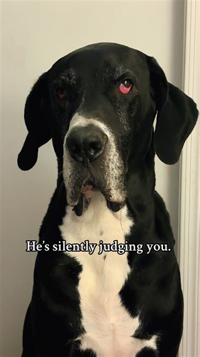 #greatdanesoftiktoks #dogsoftiktok #themurph #bigdogsoftiktok #daniffsoftiktok