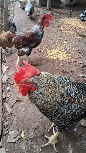 Two Roosters Crowing in the Backyard | Natural Chicken Coop Sounds #birds #birdsong #birdsounds