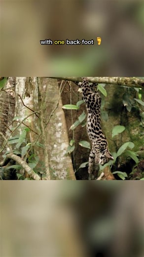Agile Margay Cats: Ultimate Wildcat Acrobats of the Jungle