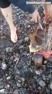 She is a heroine, successfully rescued the turtle | Estudyante