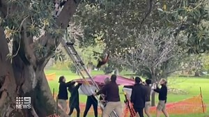 32K views · 217 reactions | ZOO FUGITIVE: There was high drama outside Adelaide Zoo as our vet detectives tracked a wanted man. Ravi the Red Panda staged his great escape on Friday. #9News | WATCH LIVE 6pm | 9 News | Facebook