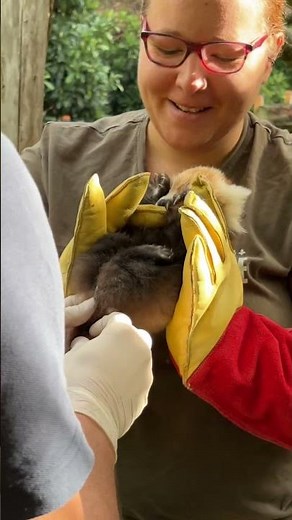 Carnet rose : un bébé panda roux au zoo de Lille !