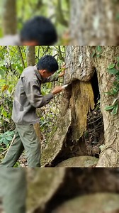 Create a hiding place in the roots of a tree #bushcraft #build #camp #camping #survival #shelter #wildlife #outdoors #outdoor #viral #foryou | Cambodia Green