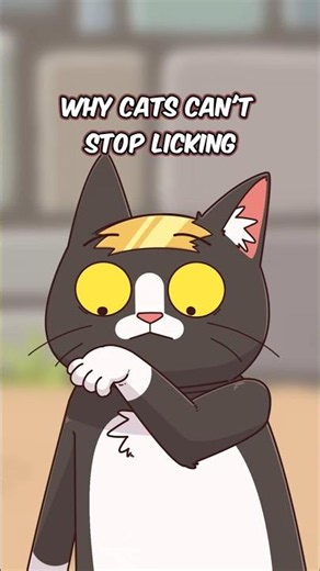 Why Cats Can't Stop Licking