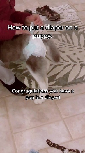 How to Put a Diaper on a Puppy: Step-by-Step Guide