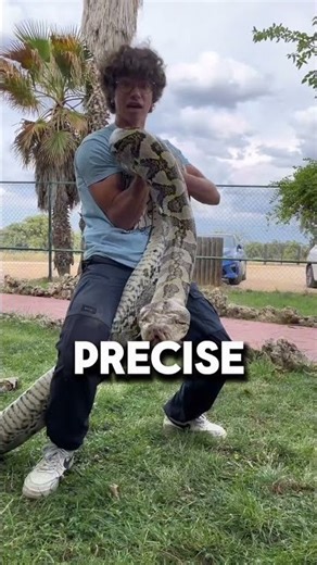 The Deadly Truth About Catching a Python #animal #facts #wildlife 