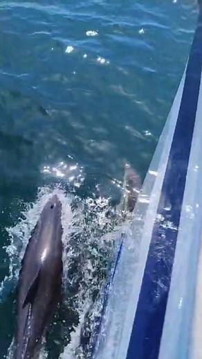 3.4K views · 22 reactions | Dolphins on the bow of a new Hallberg Rassy 44. Filmed during the yacht delivery of a new Hallberg Rassy 44 from Sweden to France. One of the many highlights! #halcyonyachts #yachtdelivery #sailing #yachting #hallbergrassy | Halcyon Yachts - International Yacht Delivery | Facebook