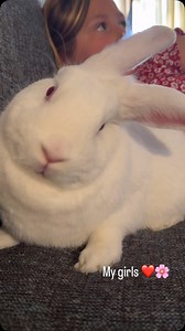 Our sweet rescue bunny Anna is being g treated for E Cuniculi. Please send her healing vibes & prayers 🐇 Will you help us with a donation for Anna’s medical expenses? 🐰 TO DONATE 🐰⬇️ PayPal - FriendsofUnwantedRabbits@gmail.com Venmo - Friends of Unwanted Rabbits Mail - P.O. Box 882 Folsom, CA 95863 #donationsneeded #donate #rabbitrescue #bunniesofinstagram #rabbitsofinstagram #bunniesofinsta #rabbitsofinsta #repost #rabbitlovers #rabbits #nonprofit #support #bunniesofig #rabbitsofig #bunnylov