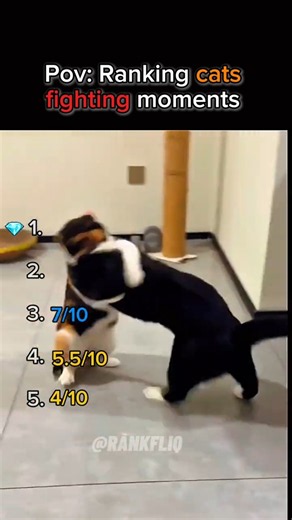 Ranking the CRAZIEST Cat Fights 🥊 (Wait for #1!) #shorts #cat #animals #funny