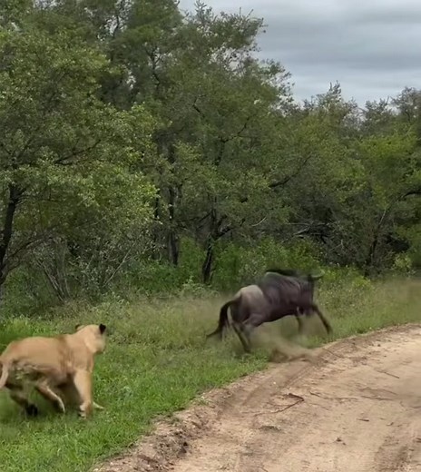 Lioness Hunting: A Dramatic Wildebeest Chase