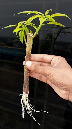 How to growing mango plant at home from stem || Tips & tricks for growing seasonal plant #reels