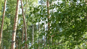 pine and spruce forest. Mixed forest, deciduous trees and pines