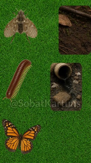 Habitat masing masing hewan #kartun #tumbuhan #hewanlucu #animasi #kartunlucu #SobatKartuns