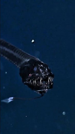 carry viper fish 🐟