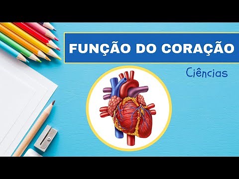 FUNÇÕES DO CORAÇÃO: Aprenda como funciona esse órgão!