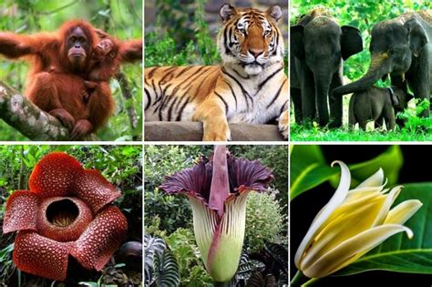 Pelestarian Lingkungan dan Keanekaragaman Flora dan Fauna