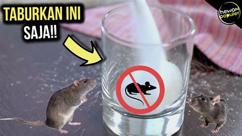 Cara Mencegah Tikus Merusak Makanan
