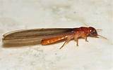 Photos of Pic Of Termite With Wings