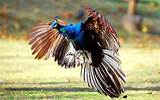 Images of Can Peacocks Fly
