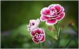 Wallpaper Carnation Flower Pictures