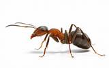 Images of Oklahoma Fire Ants
