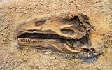 Dinosaur Fossils Pictures